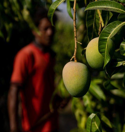 What Makes Alphonso Mangoes So Unique? - An Interview With Alphonso Mango Farmers