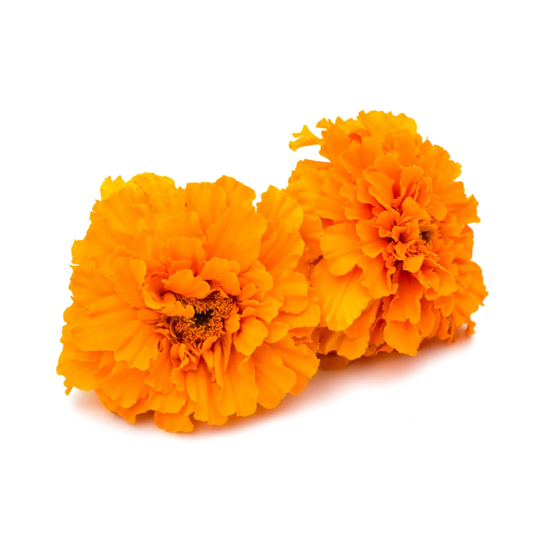 Marigold Flower 300g