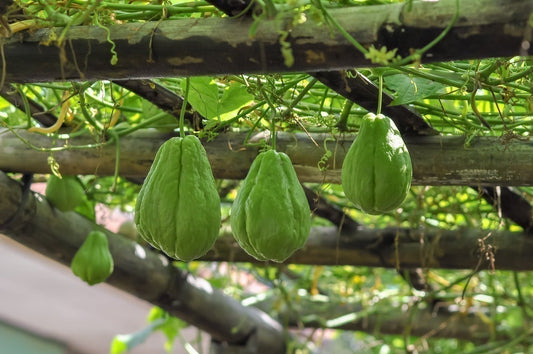 chayote growing farm