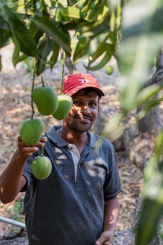 Discover How The Best Mangoes In The World Are Grown!