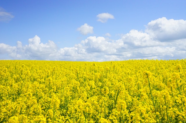 Mustard Oil