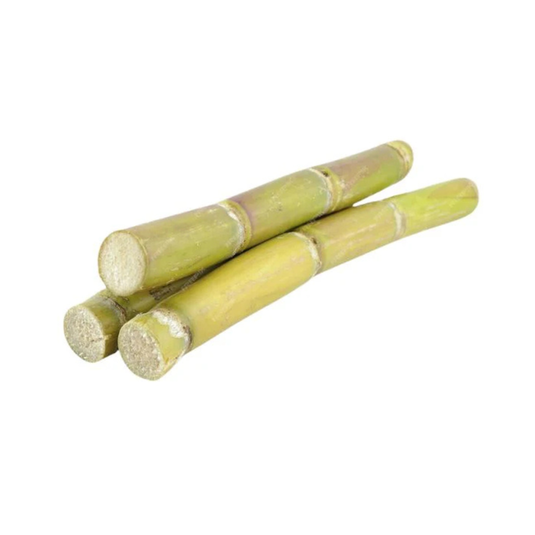 Sugar Cane - 1 ft